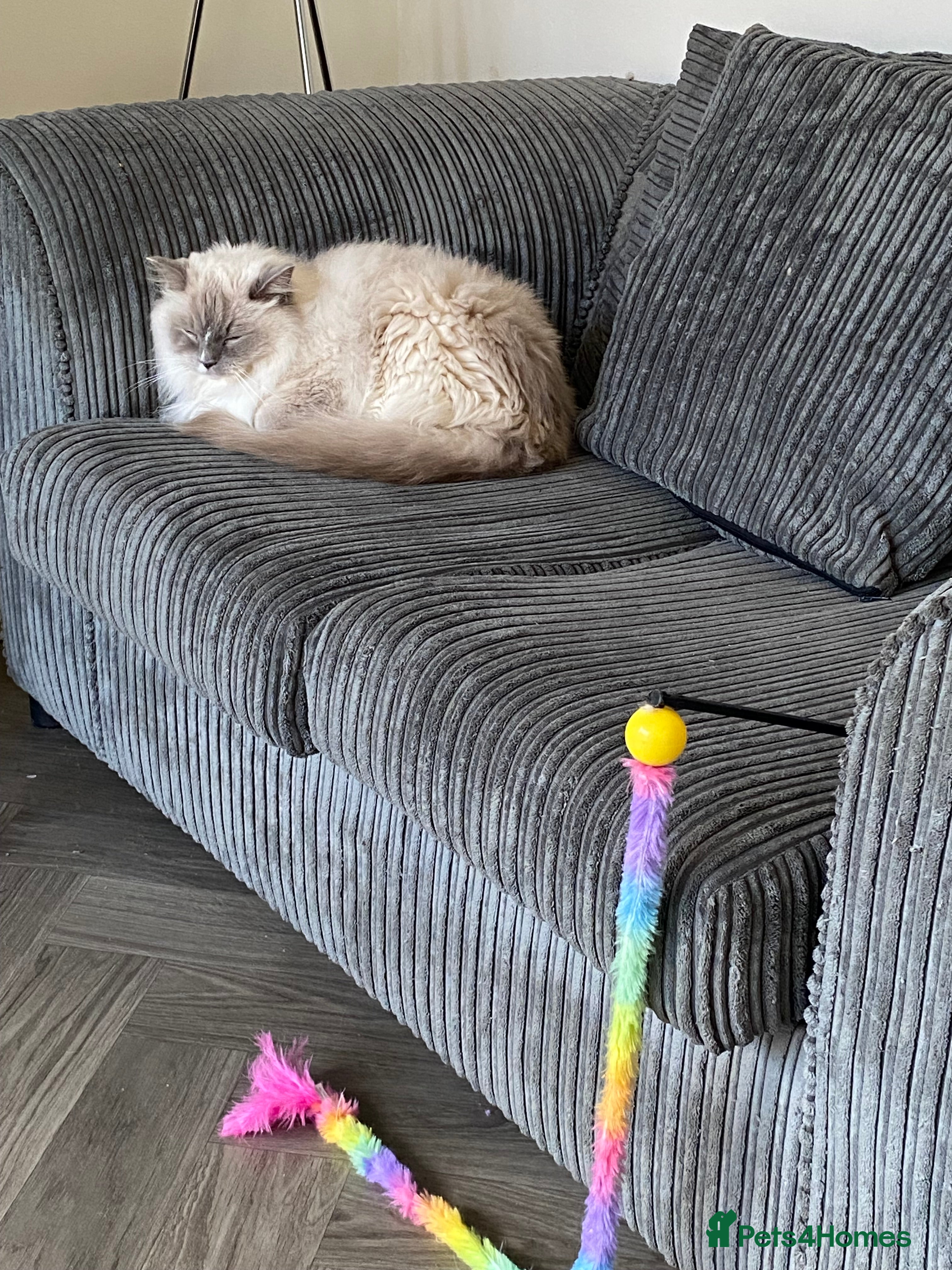 Ragdoll cats Gccf ragdoll male - Advert 2