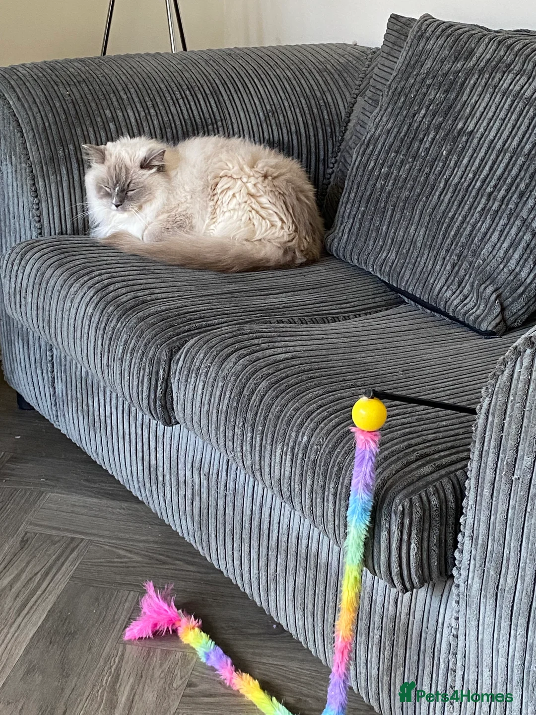 Ragdoll cats for sale: Gccf ragdoll male - Advert 2