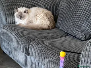 Ragdoll cats Gccf ragdoll male - Advert 2