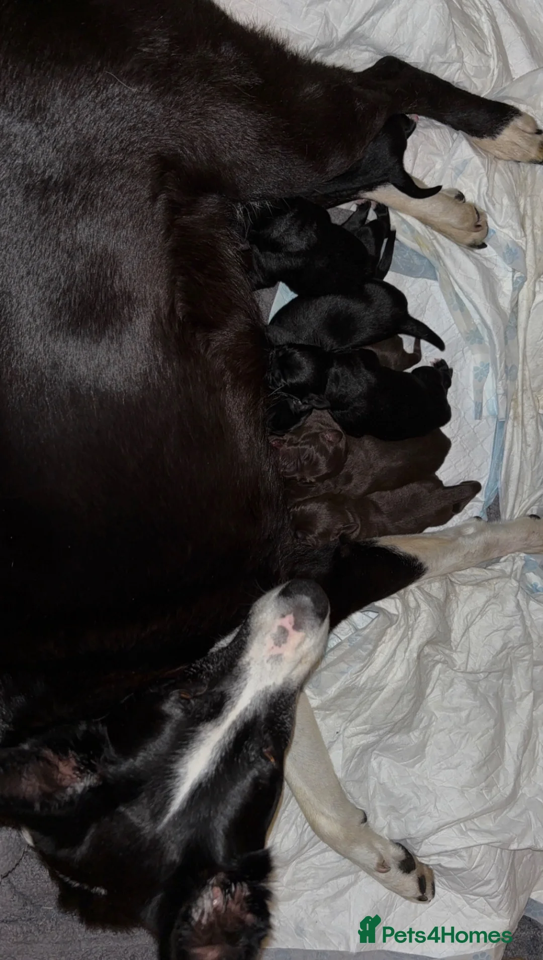 Borador dogs for sale: Border collie x Labrador puppies  - Advert 5