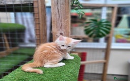 Maine Coon cats for sale: Maine Coon kittens for sale CF81  - Image 5