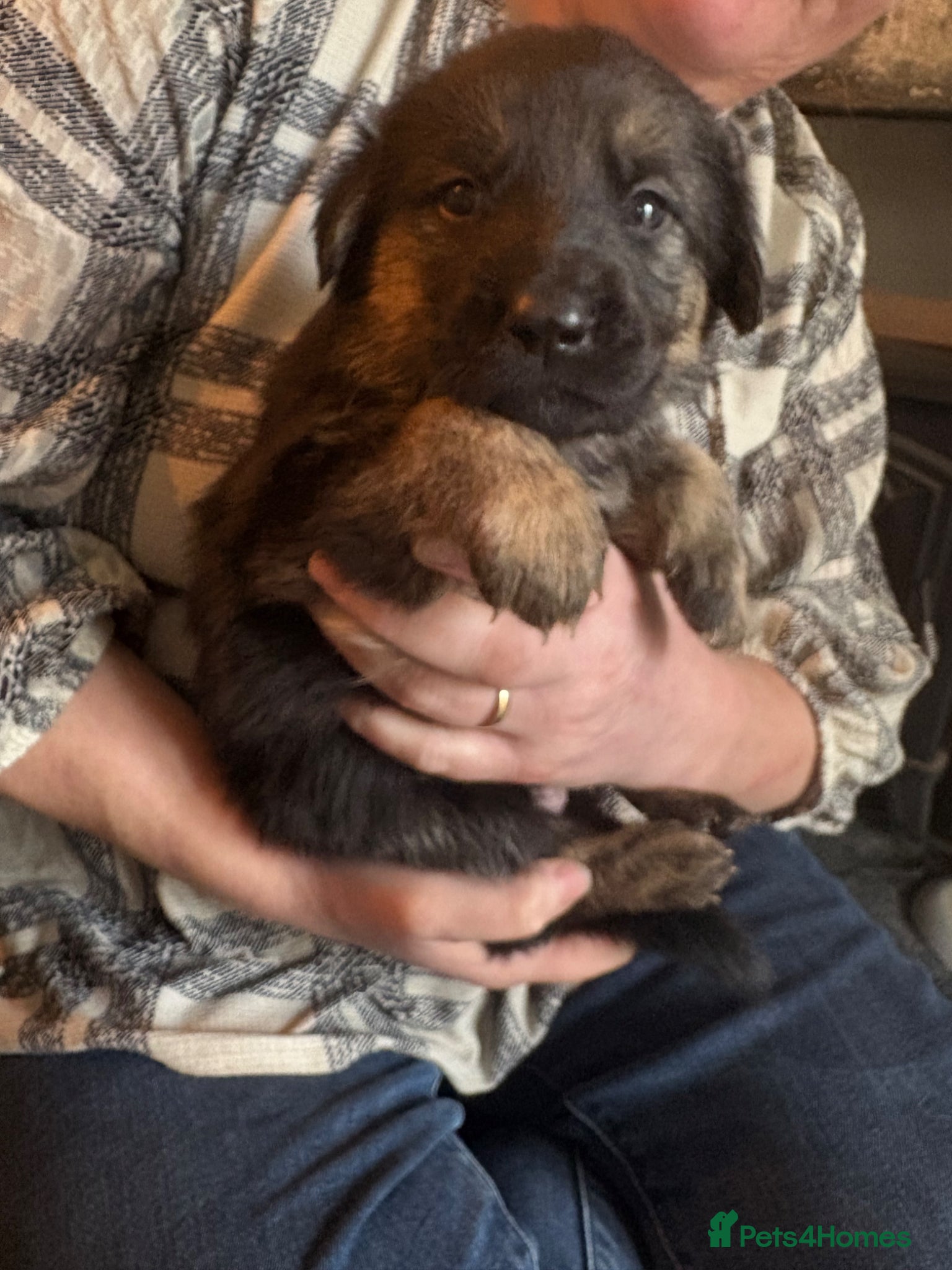 Golden Shepherd dogs ✨ Last 2 Beautiful Golden Shepherd Girls 🐾 - Advert 2