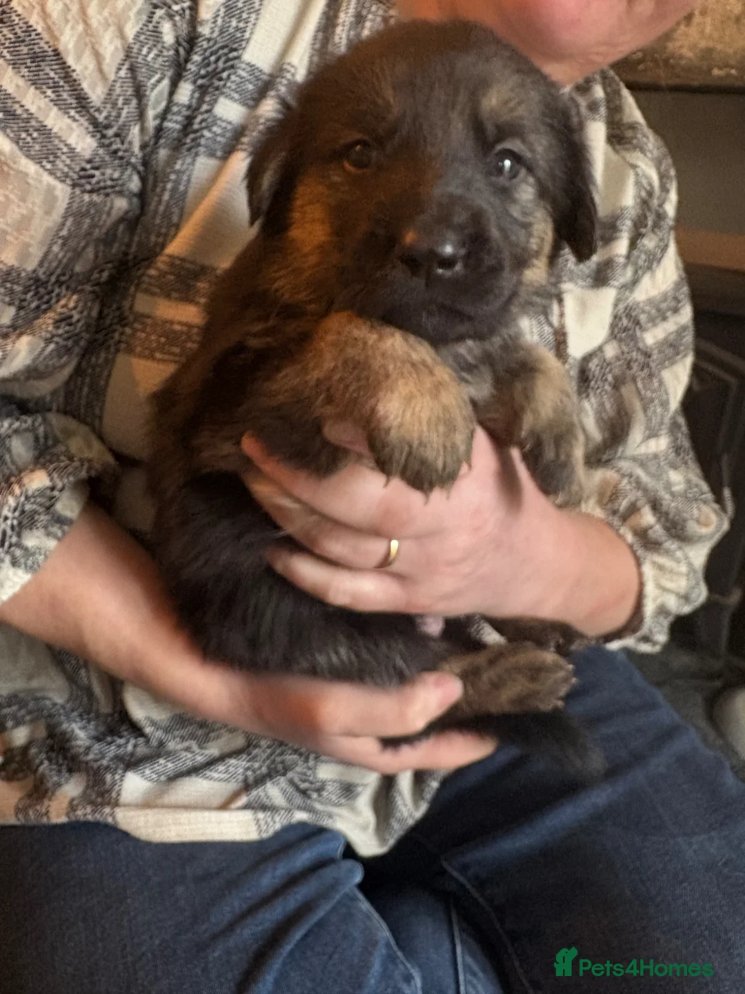 Golden Shepherd dogs for sale: ✨ Last 2 Beautiful Golden Shepherd Girls 🐾 - Advert 2