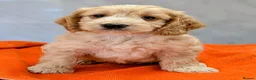 Cockapoo dogs for sale: Licensed breeder, health tested F1 cockapoos - Advert 32