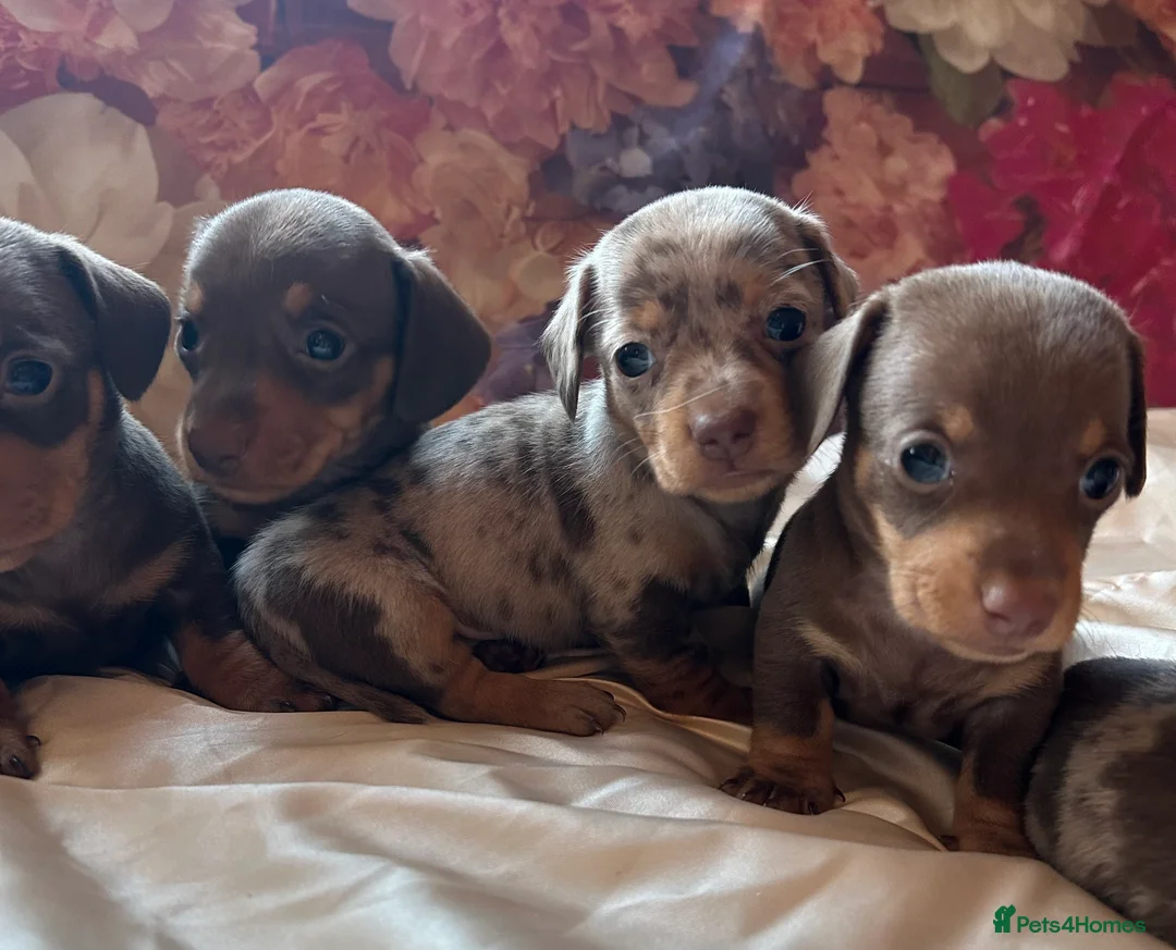 Miniature Dachshund dogs for sale: Miniature dachshund puppies 🐶  - Advert 8