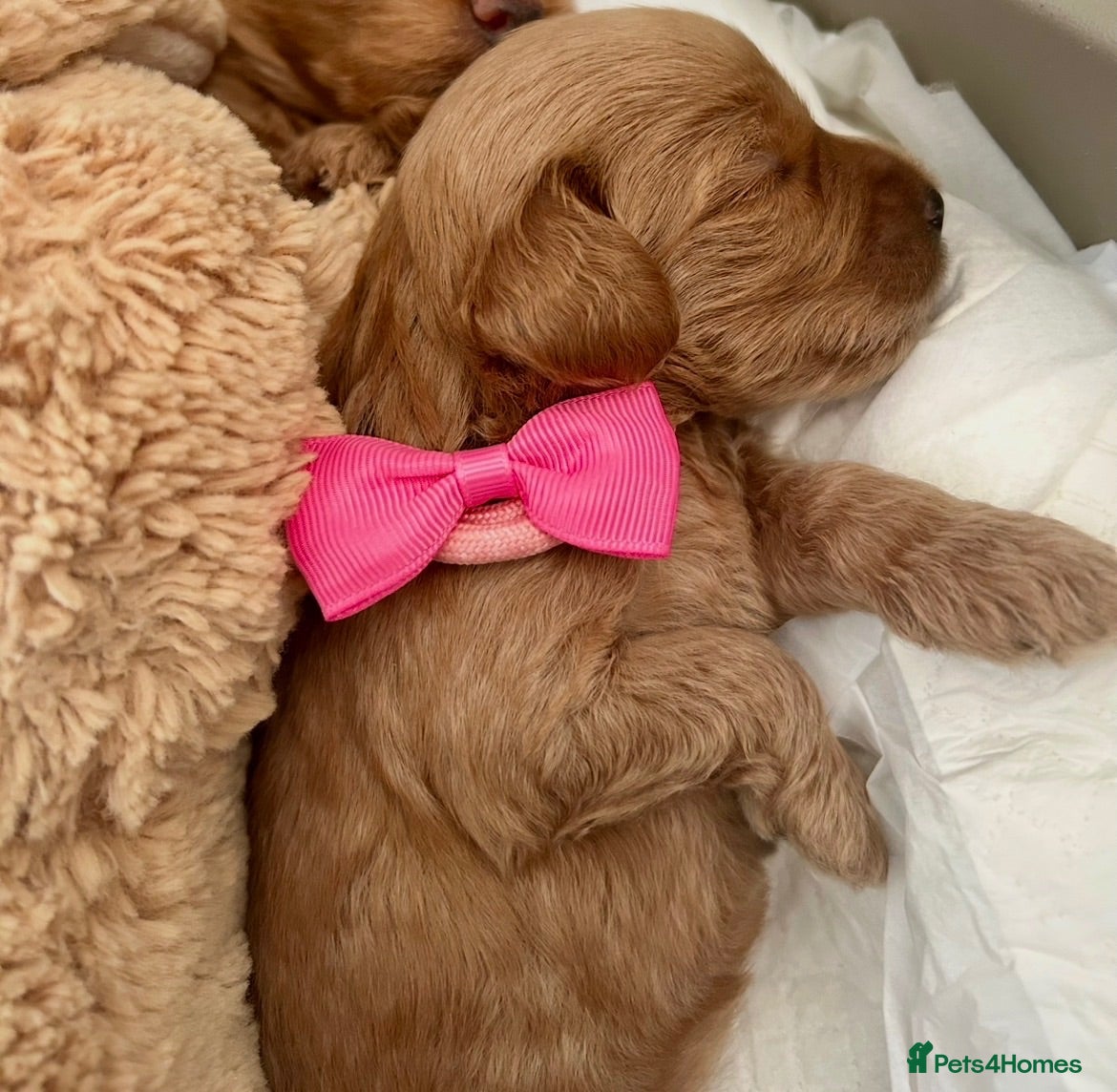Labradoodle dogs Gorgeous 🌸🌸 F1BB Miniature Labradoodle Puppies - Advert 2