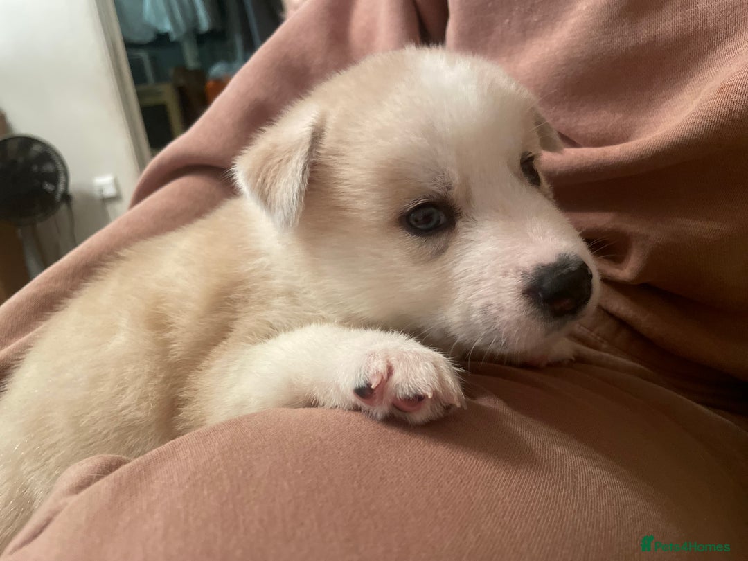 Siberian Husky dogs for sale: Beautiful Husky Puppies  - Image 6