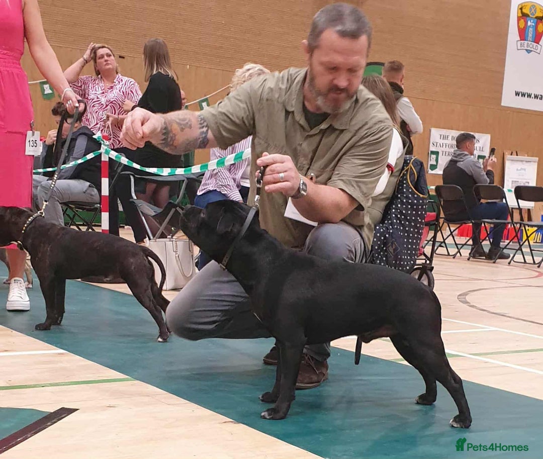 Staffordshire Bull Terrier dogs for stud: Black/Brindle and White Show quality Boy for Stud - Image 12