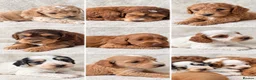 Cockapoo dogs for sale: Cockapoo puppies in Fareham - Advert 5