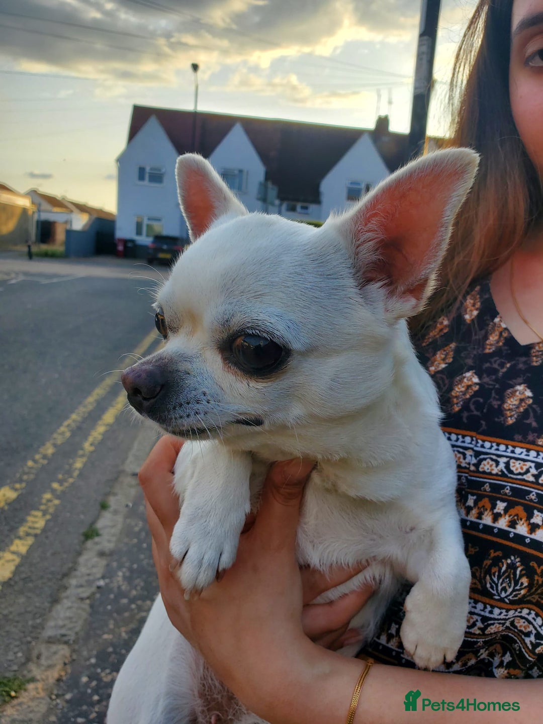Chihuahua dogs for sale: Pedigree Chihuahua. 7 Years old & Vaccinated - Advert 5