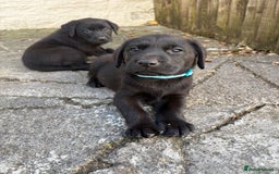 Labrador Retriever dogs for sale: ⭐️READY TO GO NEXT WEEK⭐️KC Reg Labrador Puppies  - Image 14