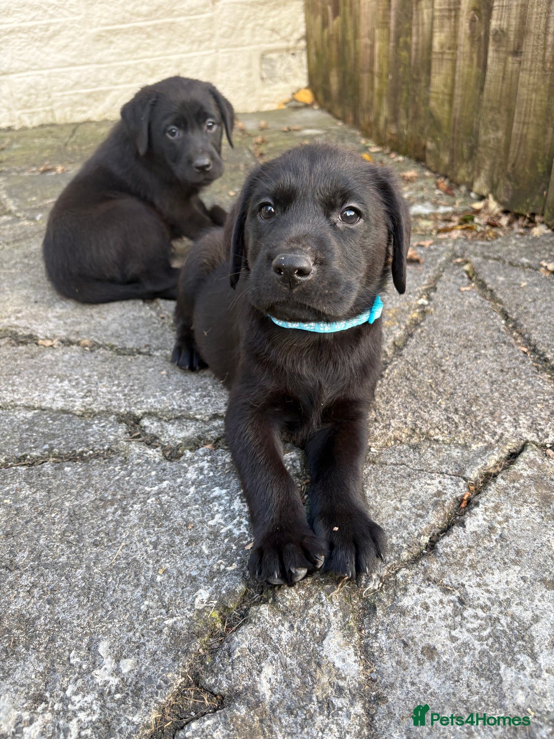 Labrador Retriever dogs for sale: ⭐️READY TO GO NEXT WEEK⭐️KC Reg Labrador Puppies  - Image 14