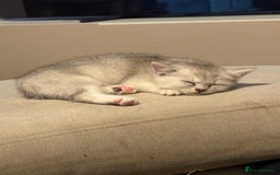 British Shorthair cats for sale: British shorthair x kittens for sale - Image 13