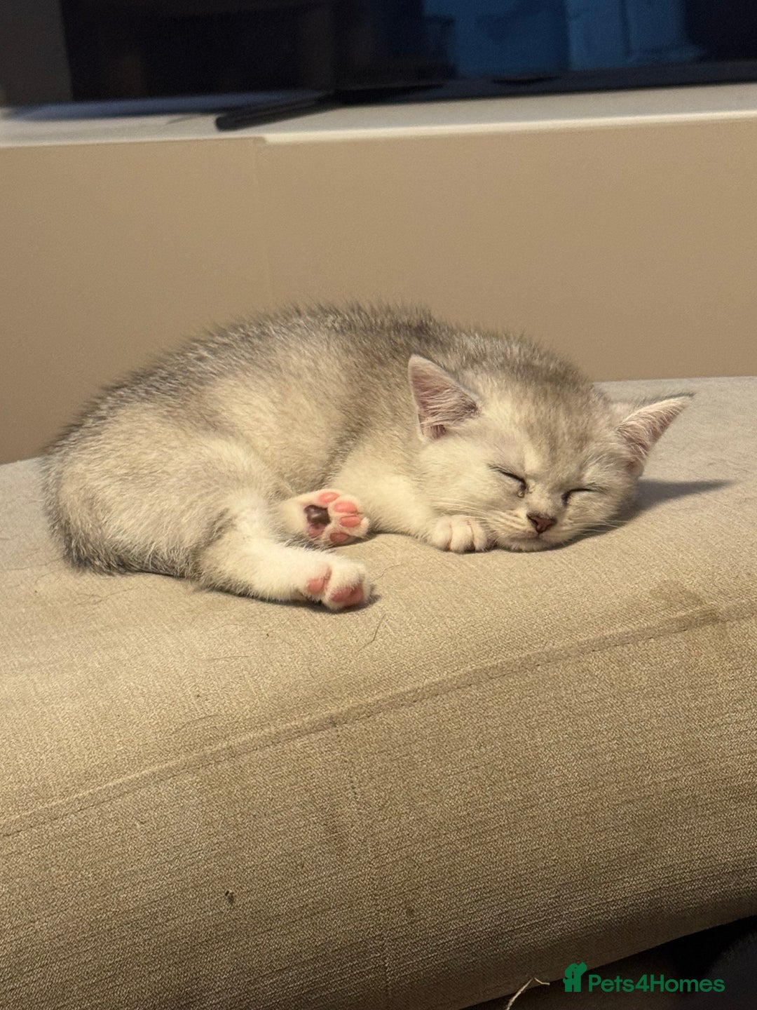 British Shorthair cats for sale: British shorthair x kittens for sale - Image 13