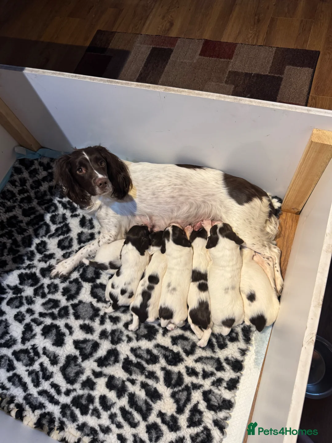 English Springer Spaniel dogs for sale: Working English springer spaniel puppies for sale in Stanley - Advert 1
