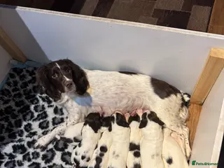 English Springer Spaniel dogs Working English springer spaniel puppies for sale - Advert 3