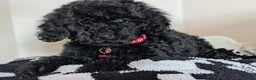 Cavapoochon dogs for sale: Extensively Tested Cavapoochons Fully Vaccinated  - Advert 30