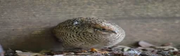 Mixed Breed birds for sale: 9 Button Quail – Males and Females – North Hants - Advert 9