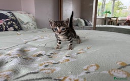 Bengal cats for sale: Bengal kittens 4 pure bangals 5 bengal x kittens - Image 3