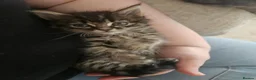 Mixed Breed cats for sale: Kitten girl - Advert 2