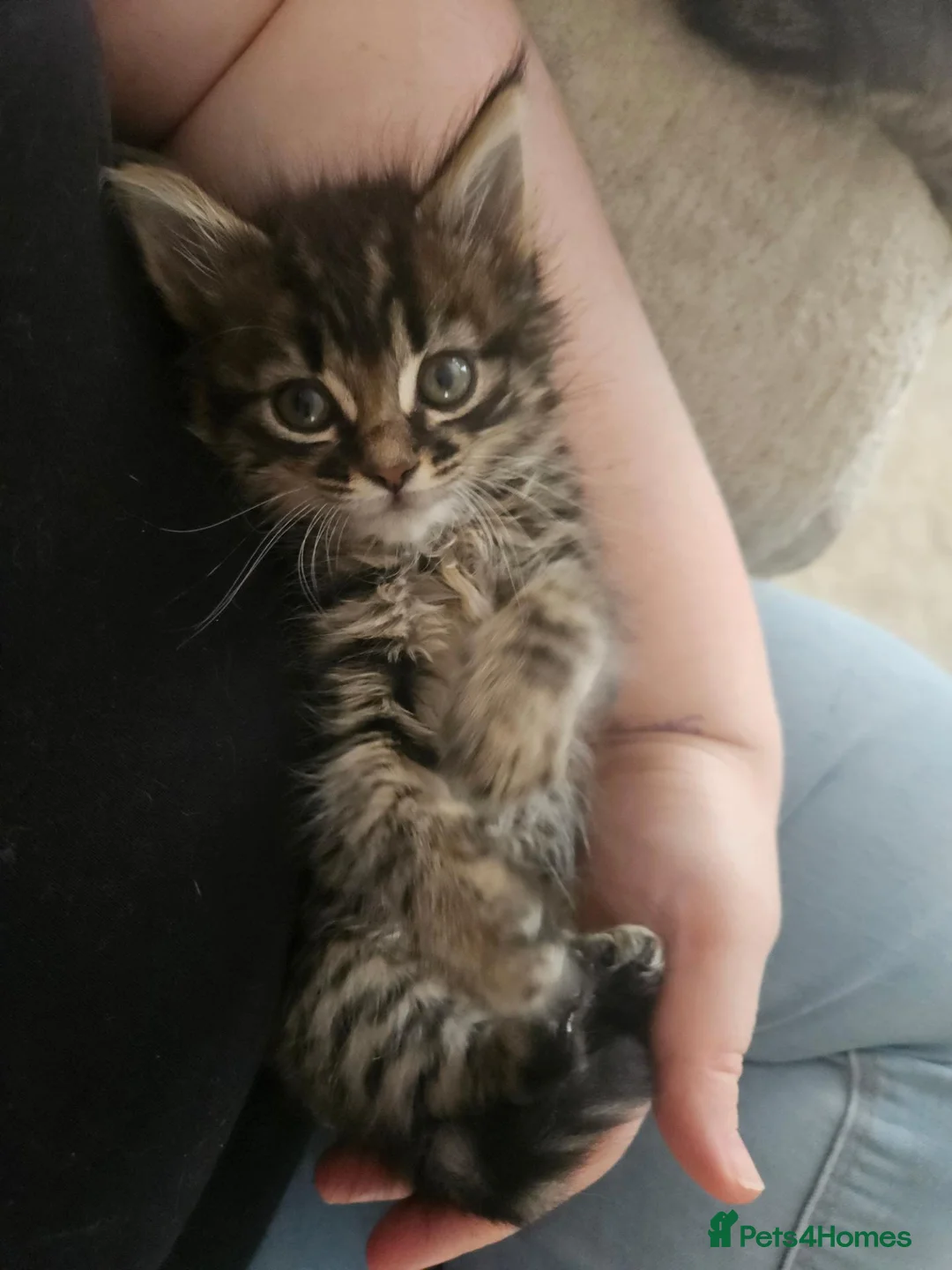 Mixed Breed cats for sale: Kitten girl - Advert 2