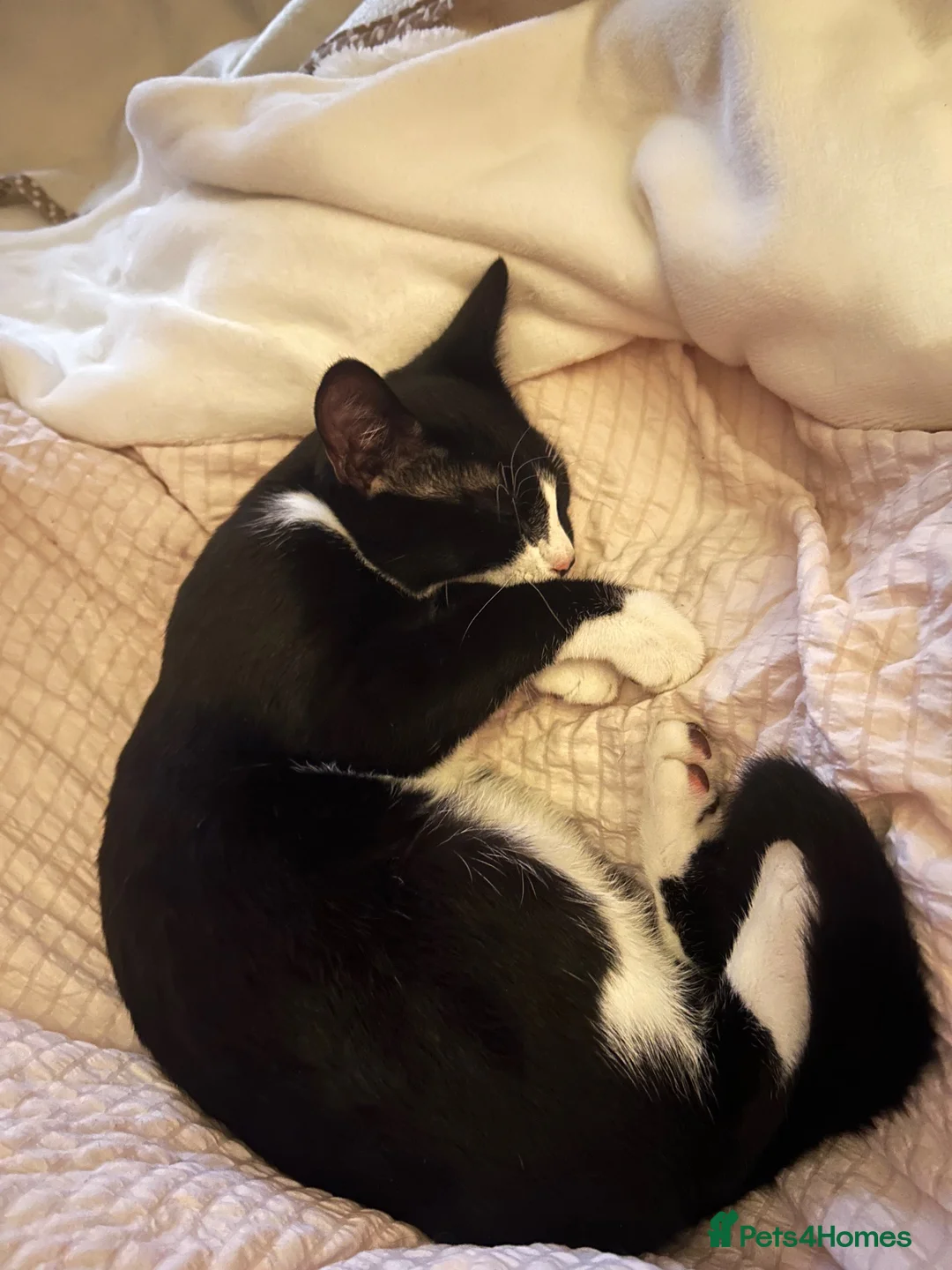 Mixed Breed cats for sale: Willow & Milo🩵 - Advert 2