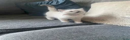 Ragdoll cats for sale: 🐾 GCCF Ragdoll Kittens🐾 READY TO LEAVE - Advert 9