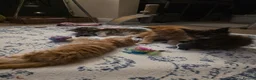 Maine Coon cats for sale: Five Beautiful Maine Coon Kittens - Advert 15