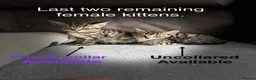 Bengal cats for sale: Bengal-cross kittens  - Advert 7