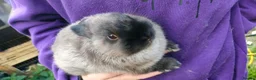 Netherland Dwarf rabbits for sale: Cute, diddy, young Netherland Dwarves 2girls 1 boy in Bury - Advert 2