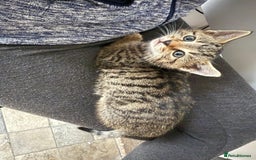 British Shorthair cats for sale: Beautiful tabby kittens - Image 34