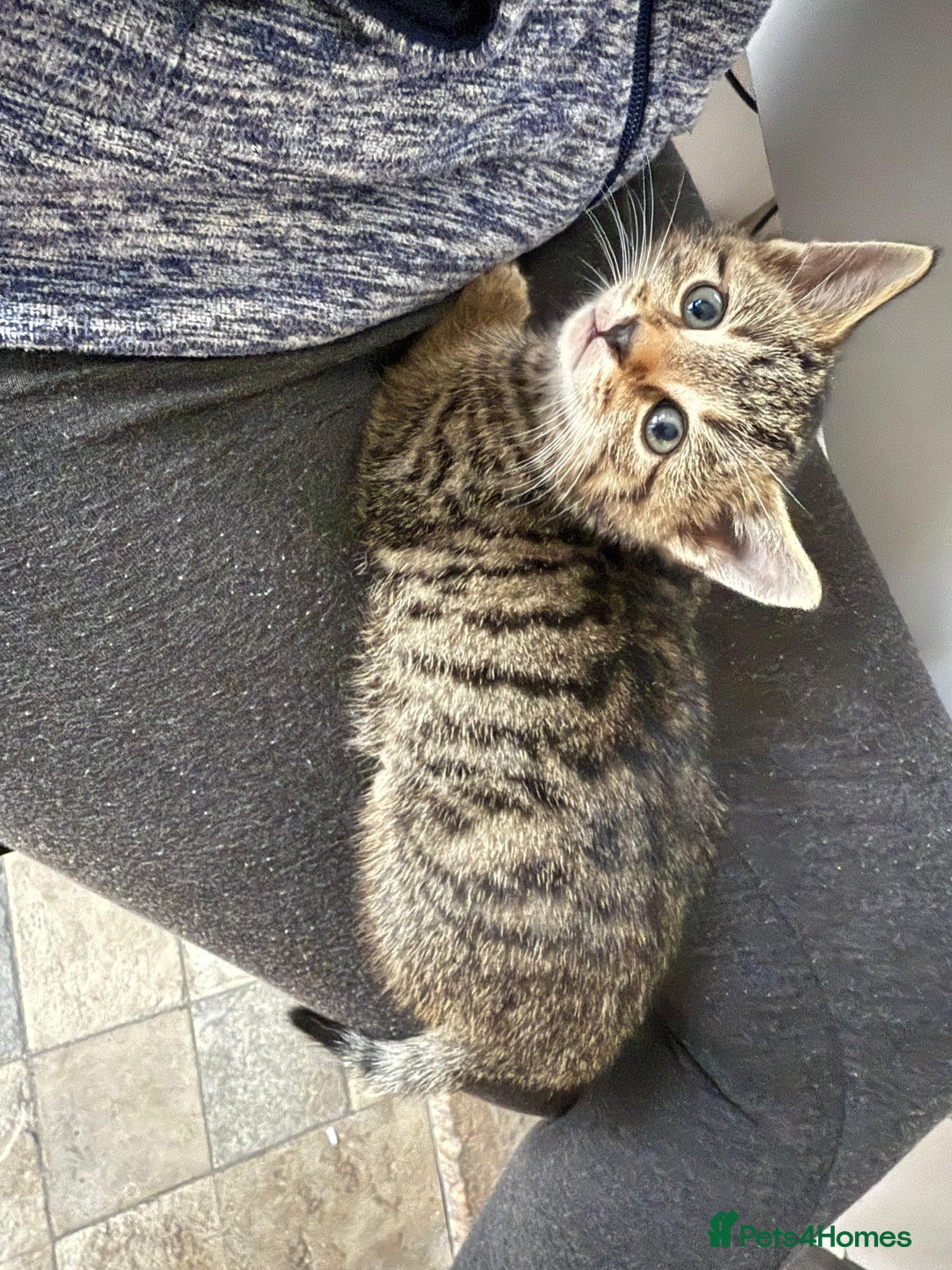 British Shorthair cats for sale: Beautiful tabby kittens - Image 34