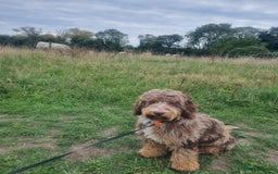 Miniature Poodle dogs for stud: Gorgeous Chocolate Merle miniature poodle for Stud - Image 7