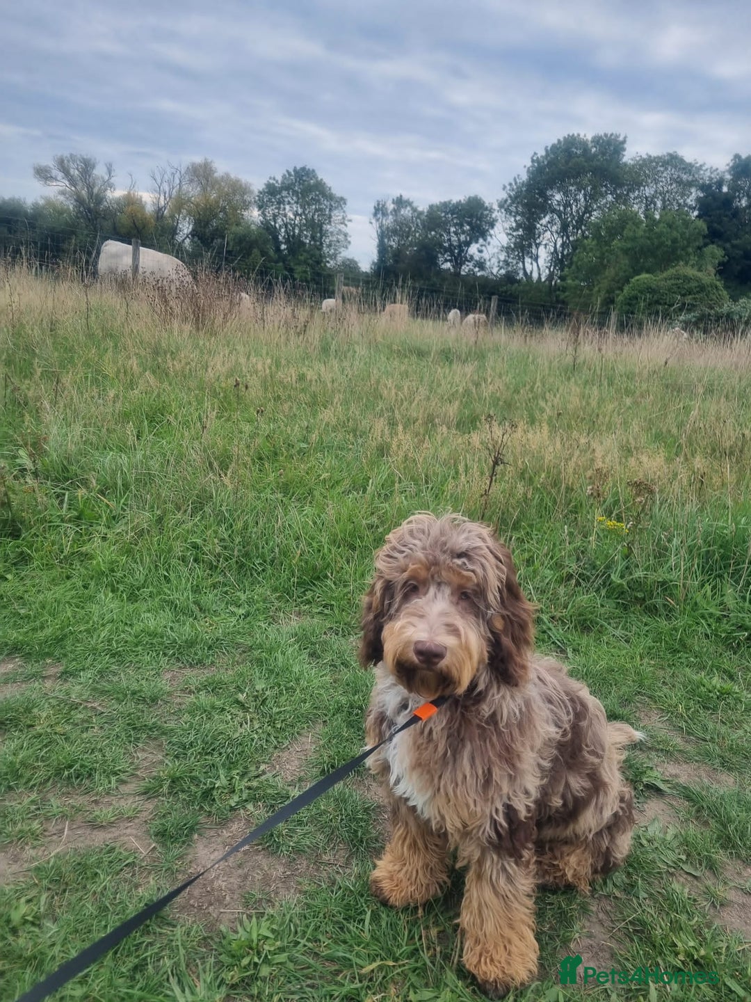 Miniature Poodle dogs for stud: Gorgeous Chocolate Merle miniature poodle for Stud - Image 7