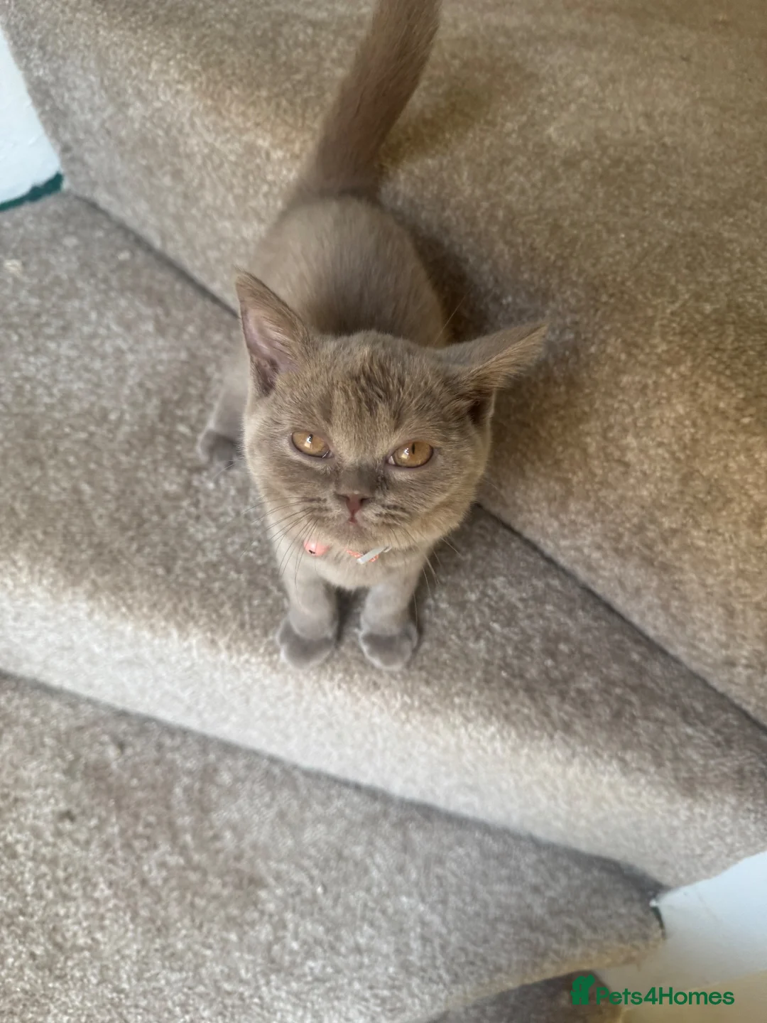 British Shorthair cats for sale: British short hair female - Advert 1