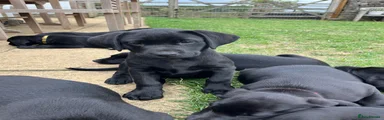 Labrador Retriever 7