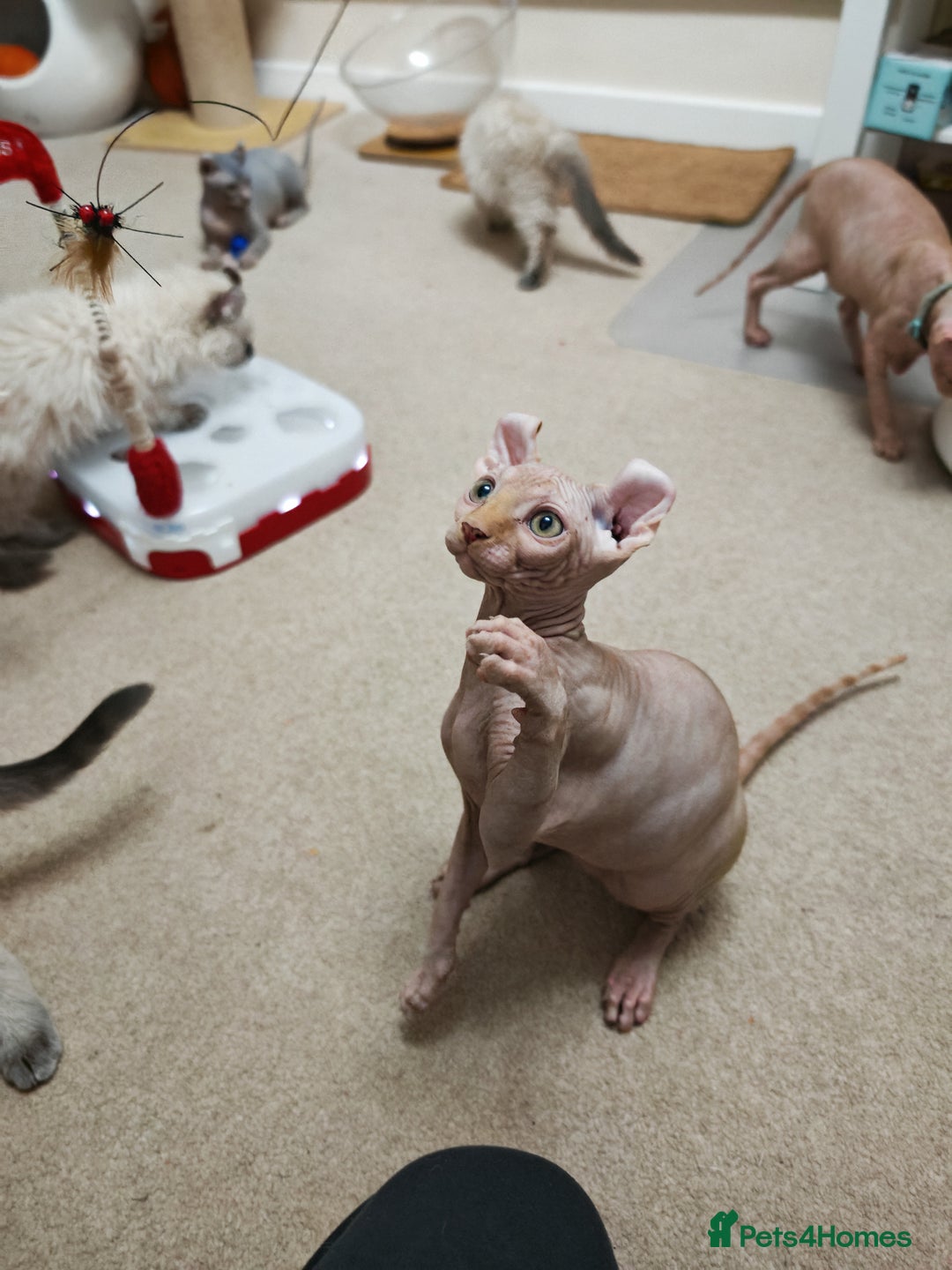 Sphynx cats for sale: 2 Ginger Unique Elf Boys left! READY NOW - Advert 19