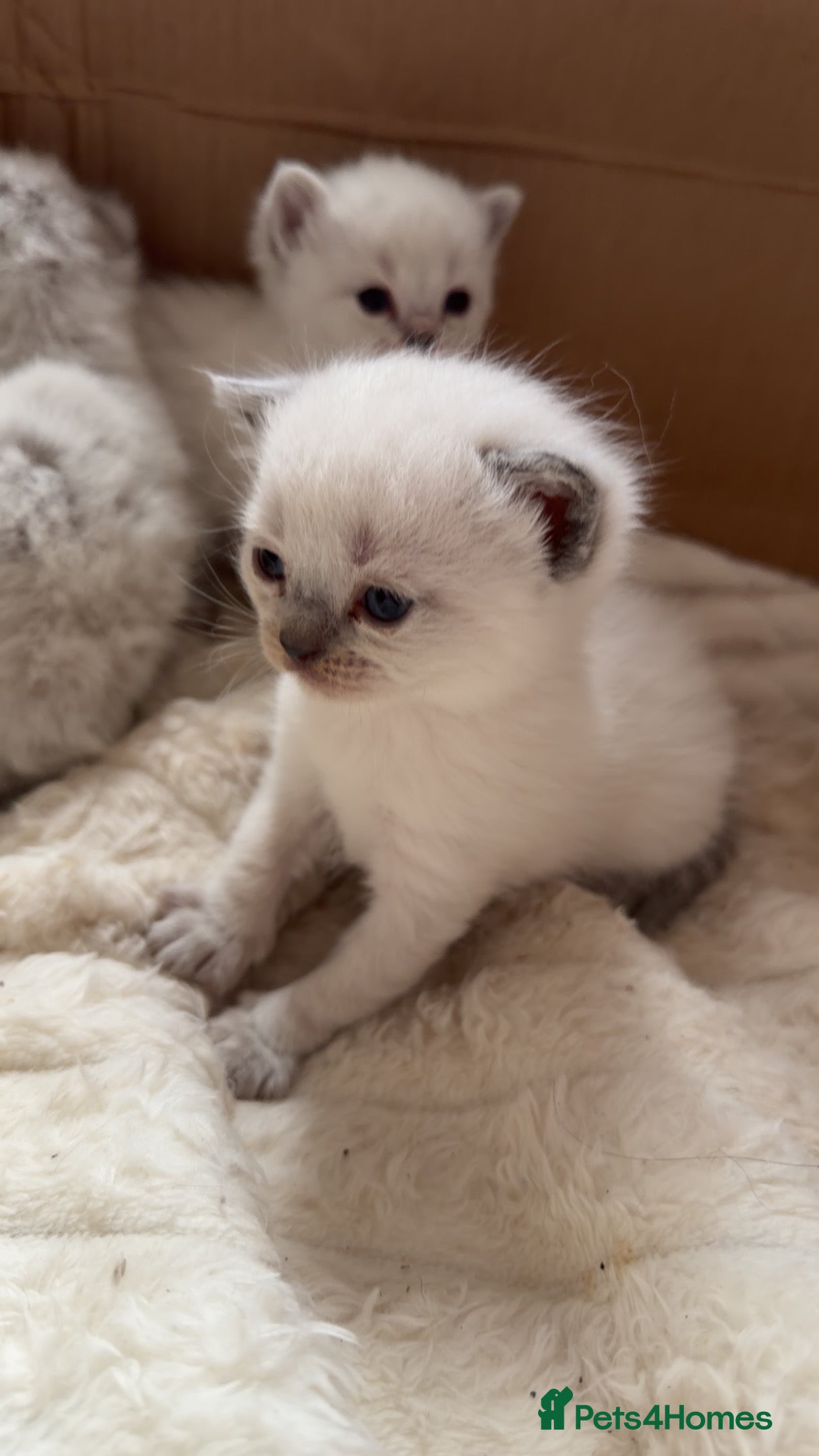 Mixed Breed cats Ragdoll x kittens for sale  - Advert 5