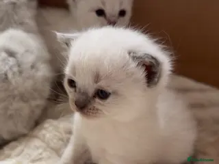 Mixed Breed cats Ragdoll x kittens for sale - Advert 5