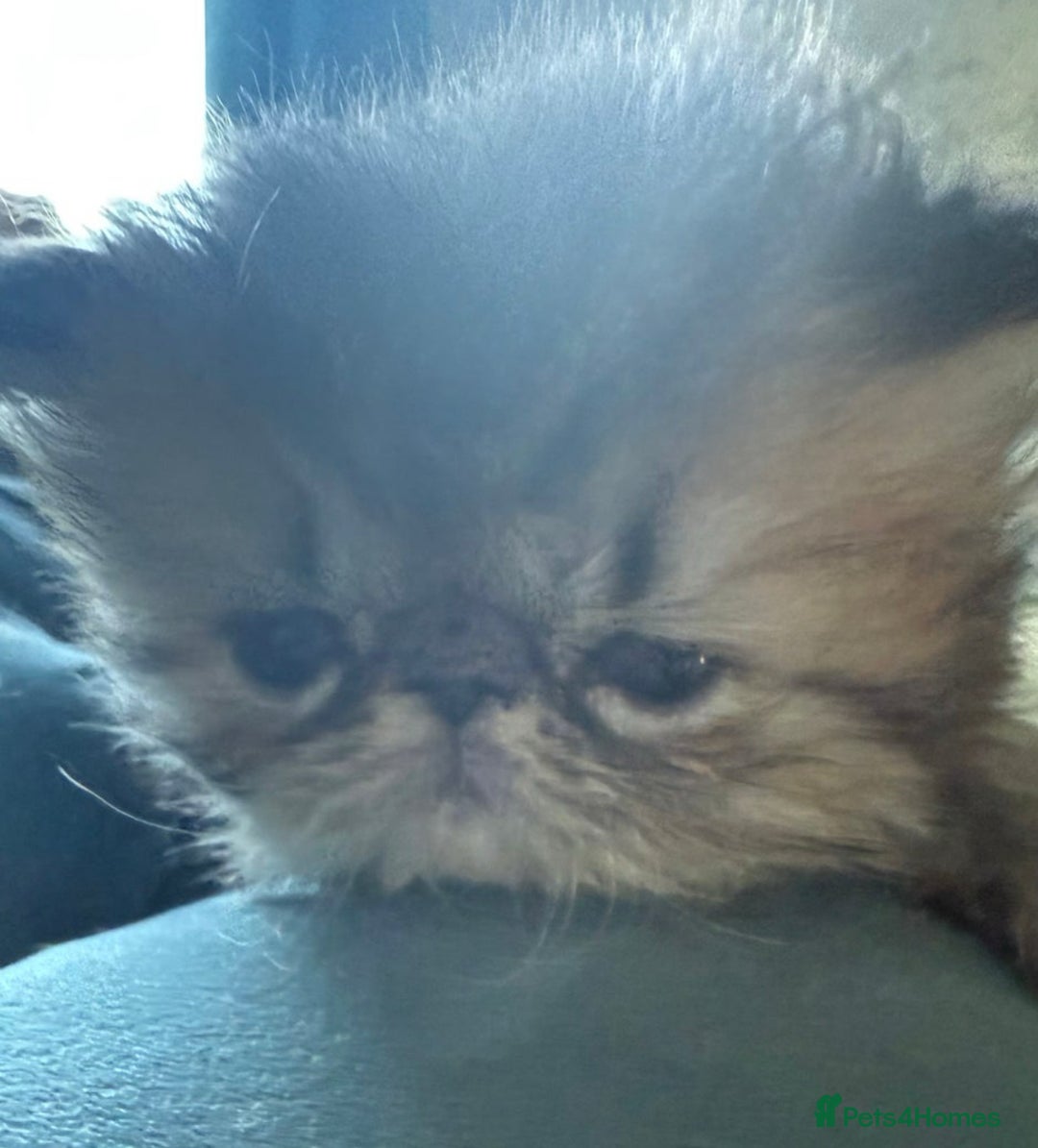 Persian cats for sale: Gorgeous Persians gccf registered pkd neg   - Image 14