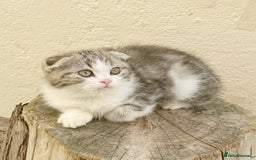 Scottish Fold cats for sale: Teddy 🤎🤍Adorable Scottish Fold Boy 🧸🦉  - Image 1