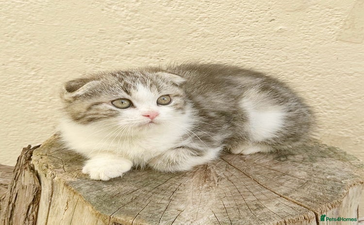 Scottish Fold cats - Advert 7