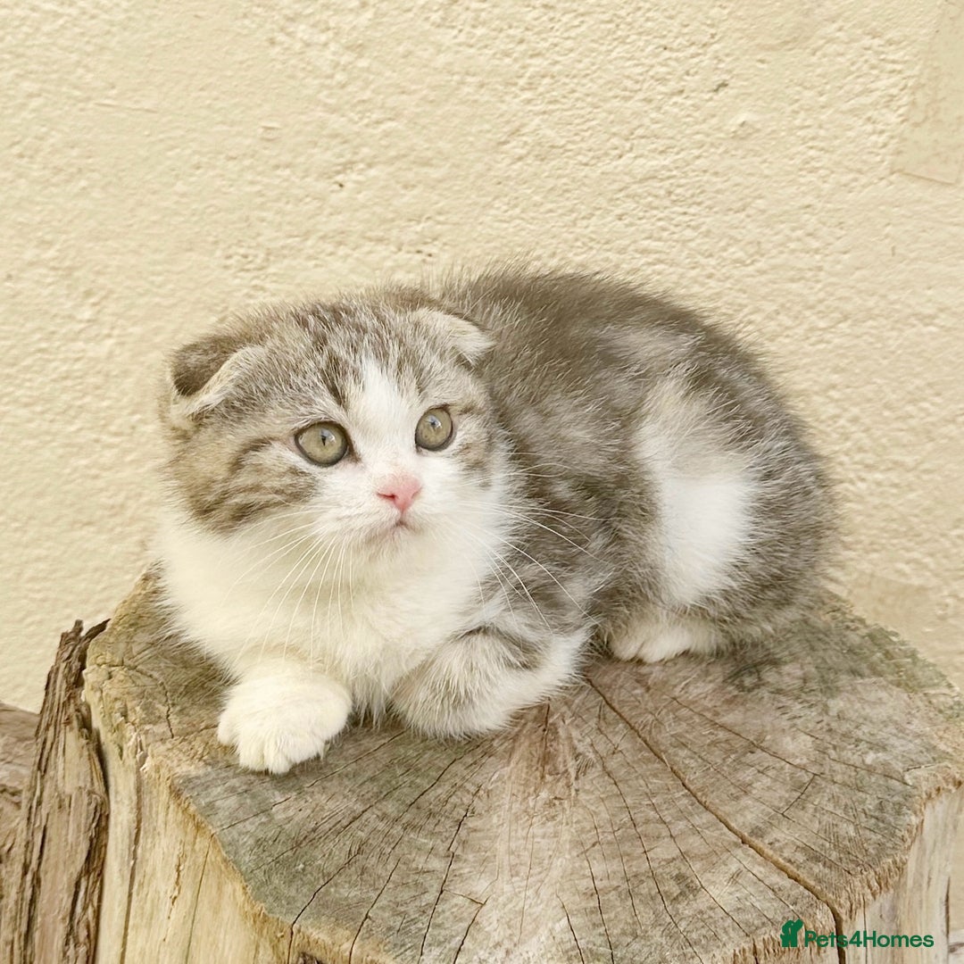 Scottish Fold cats for sale: Teddy 🤎🤍Adorable Scottish Fold Boy 🧸🦉  - Image 1