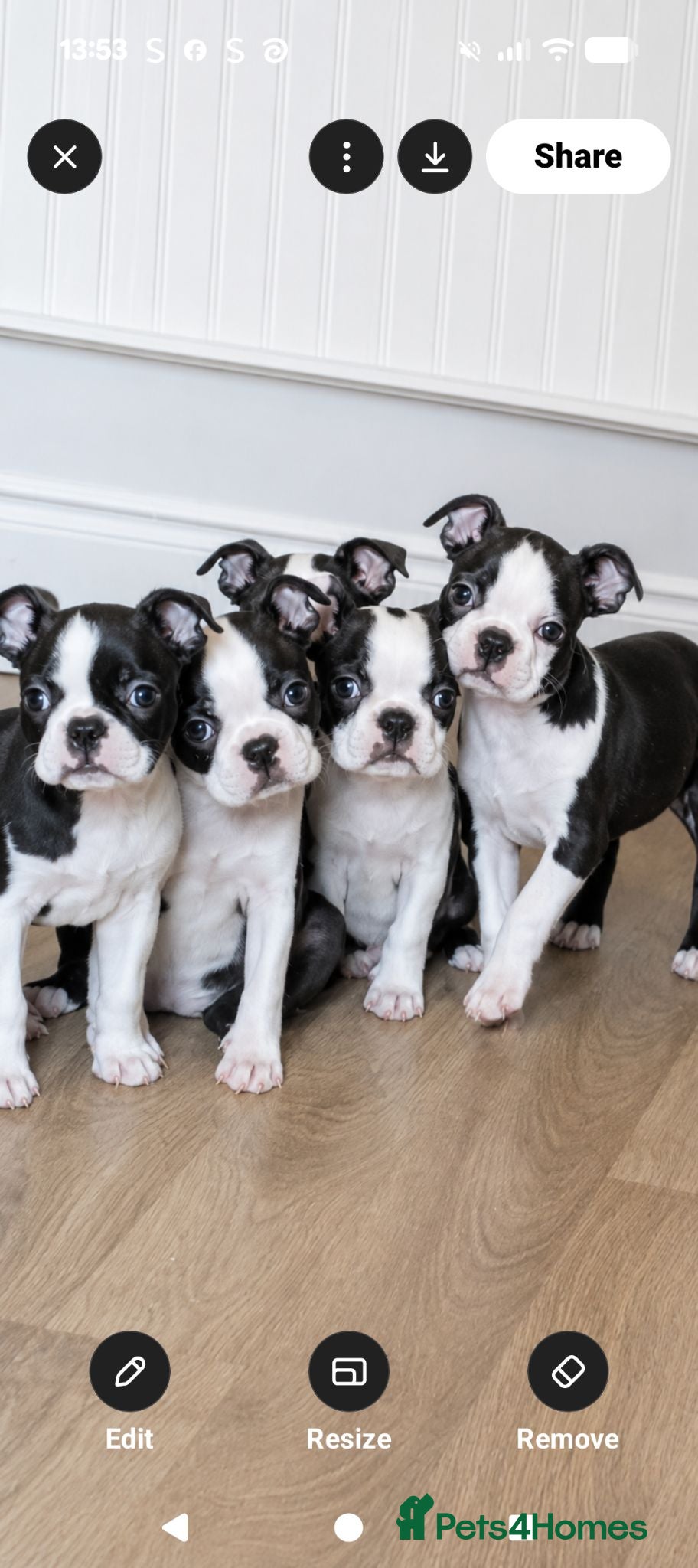 Boston Terrier dogs KC Registered Boston terrier puppies - Advert 1
