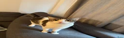 Domestic Shorthair cats for sale:     Cute Indoor cats  for Sale – Litter Trained - Advert 3