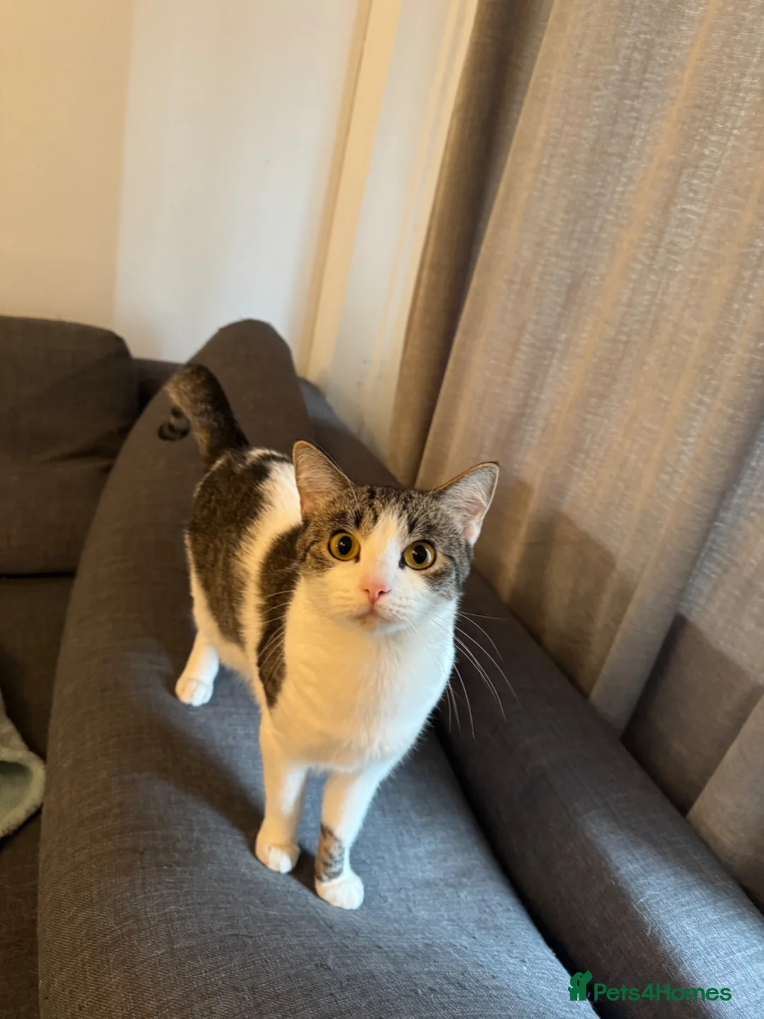Domestic Shorthair cats for sale:     Cute Indoor cats  for Sale – Litter Trained - Advert 3