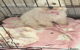 Mixed Breed dogs for sale: Bichon Maltese & Frise  - Image 2