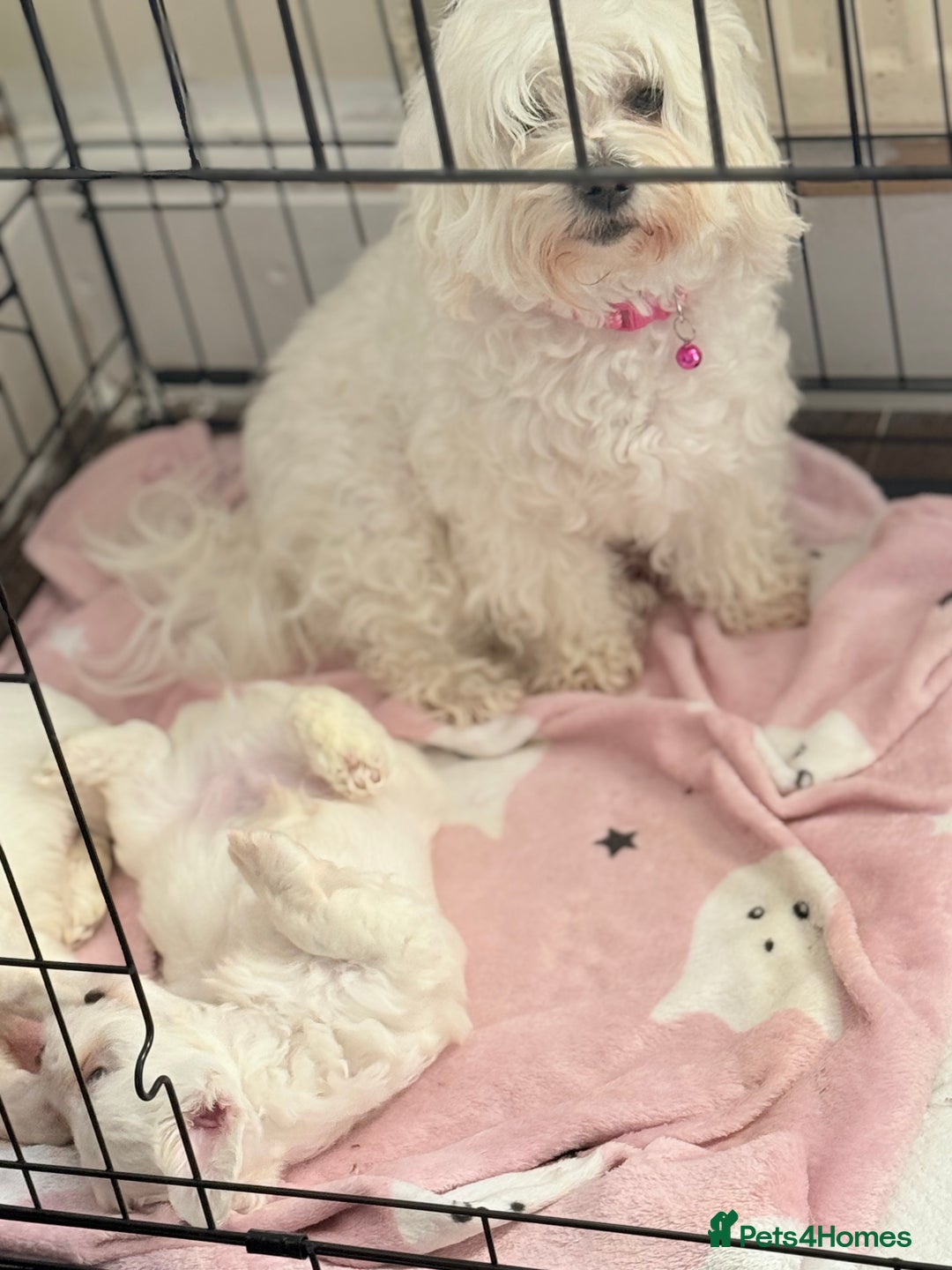 Mixed Breed dogs for sale: Bichon Maltese & Frise  - Image 2