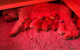 Cavapoo dogs for sale: 🔥 Waiting List for our next litter - F1 Cavapoos - Advert 8