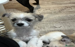 Mixed Breed dogs for sale: Jack Russell/ Chihuahua - Image 2